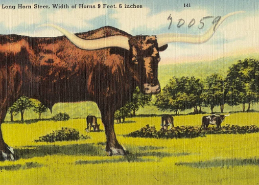 Texas Long Shot